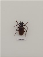 藏品(甘蔗鋸天牛)的圖片